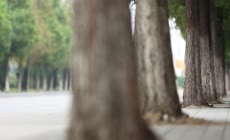 景深树木素材