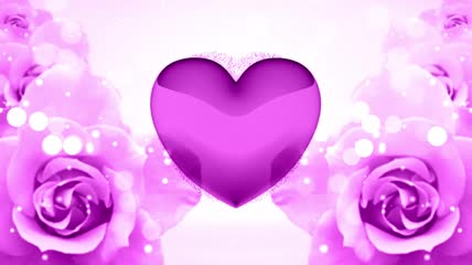 紫色玫瑰花爱心跳动