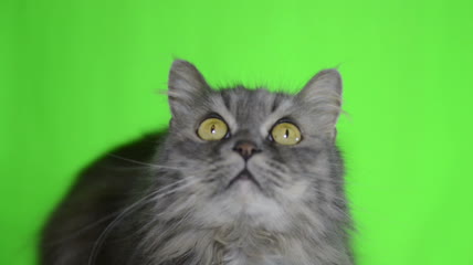 猫绿屏抠像素材