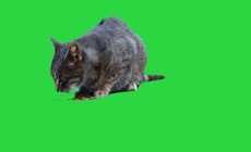 宠物猫吃东西绿幕
