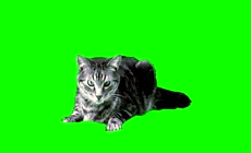 宠物猫绿屏素材