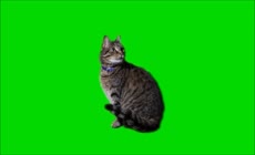 宠物猫绿幕抠图