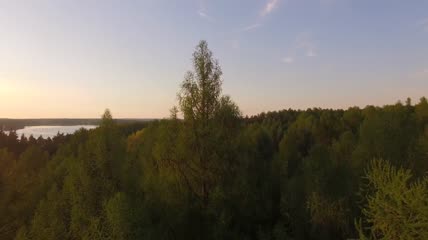 芬兰最长的树欧洲叶树实拍