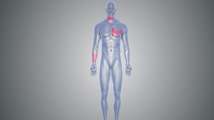 3D动画埃博拉病毒细胞器官衰竭引发疾病