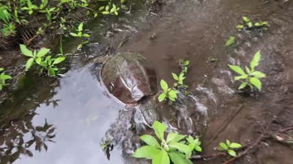 野生乌龟实拍