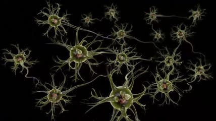 脑-神经元