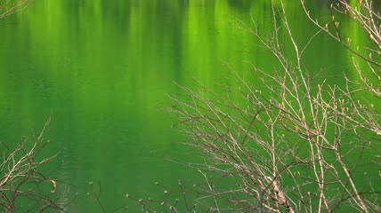 绿树水中倒影