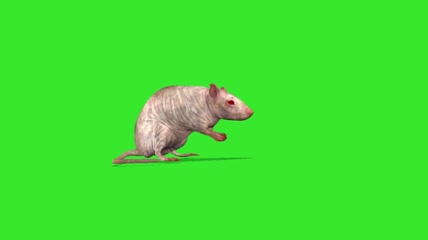 3d动画绿屏抠像老鼠