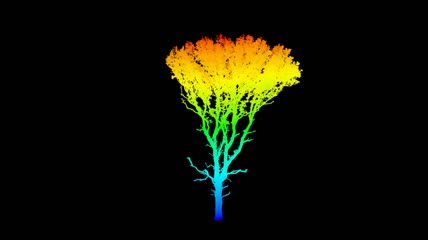 3D动画 一棵橡树在林荫大道的林荫道