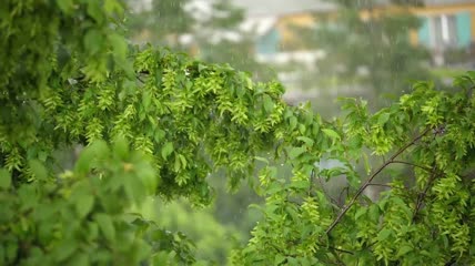 实拍春雨雨景下雨雨中植物