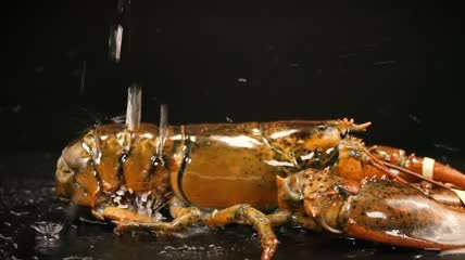 芝士焗龙虾实拍素材
