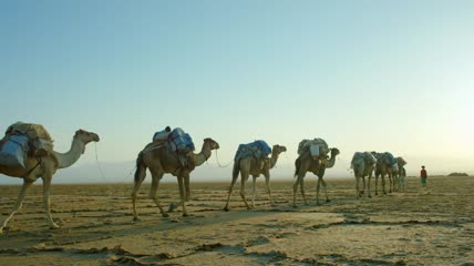 实拍一带一路骆驼视频