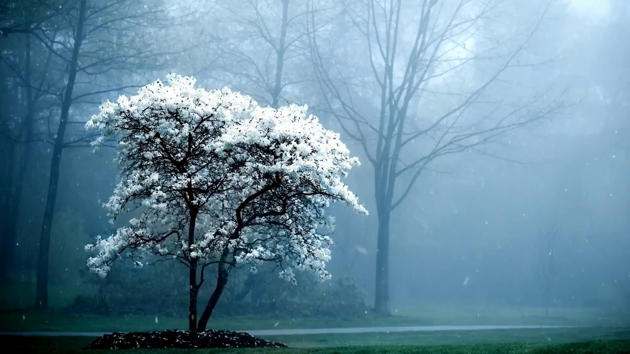 被白雪覆盖的树木视频素材