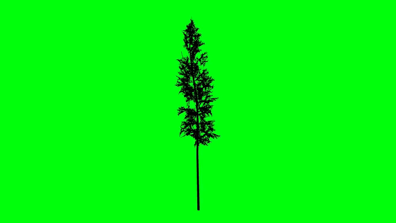 绿屏抠像竹屏树剪影