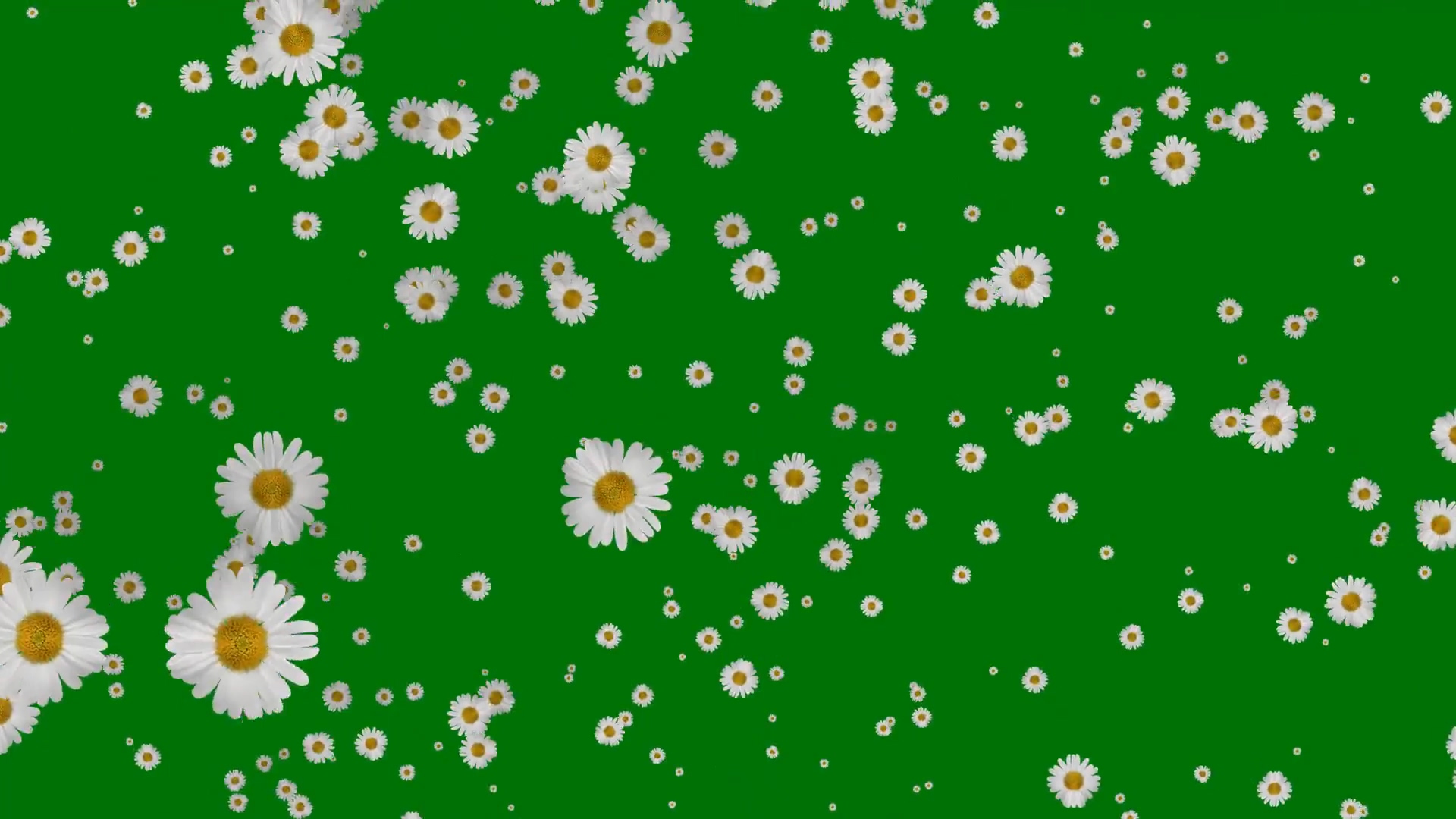 绿屏抠像飘落的白色菊花