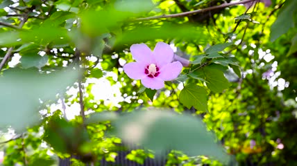 美丽芙蓉葵高清实拍