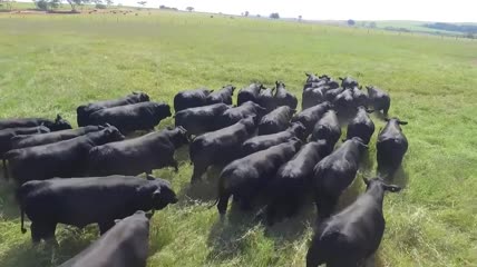 实拍养牛放牛视频素材