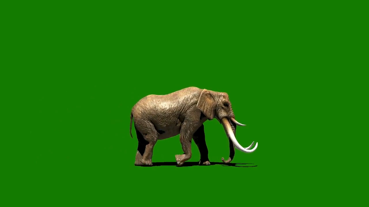 绿屏抠像行走的大象