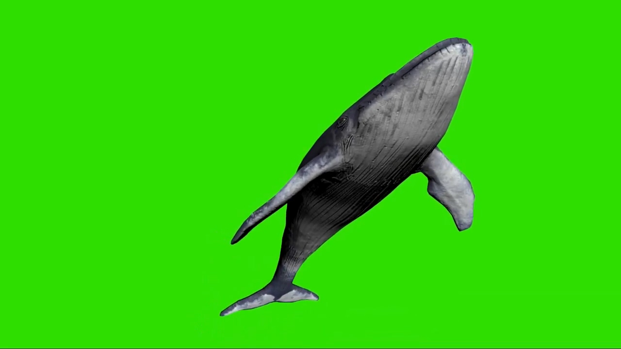 绿屏抠像游泳的蓝鲸