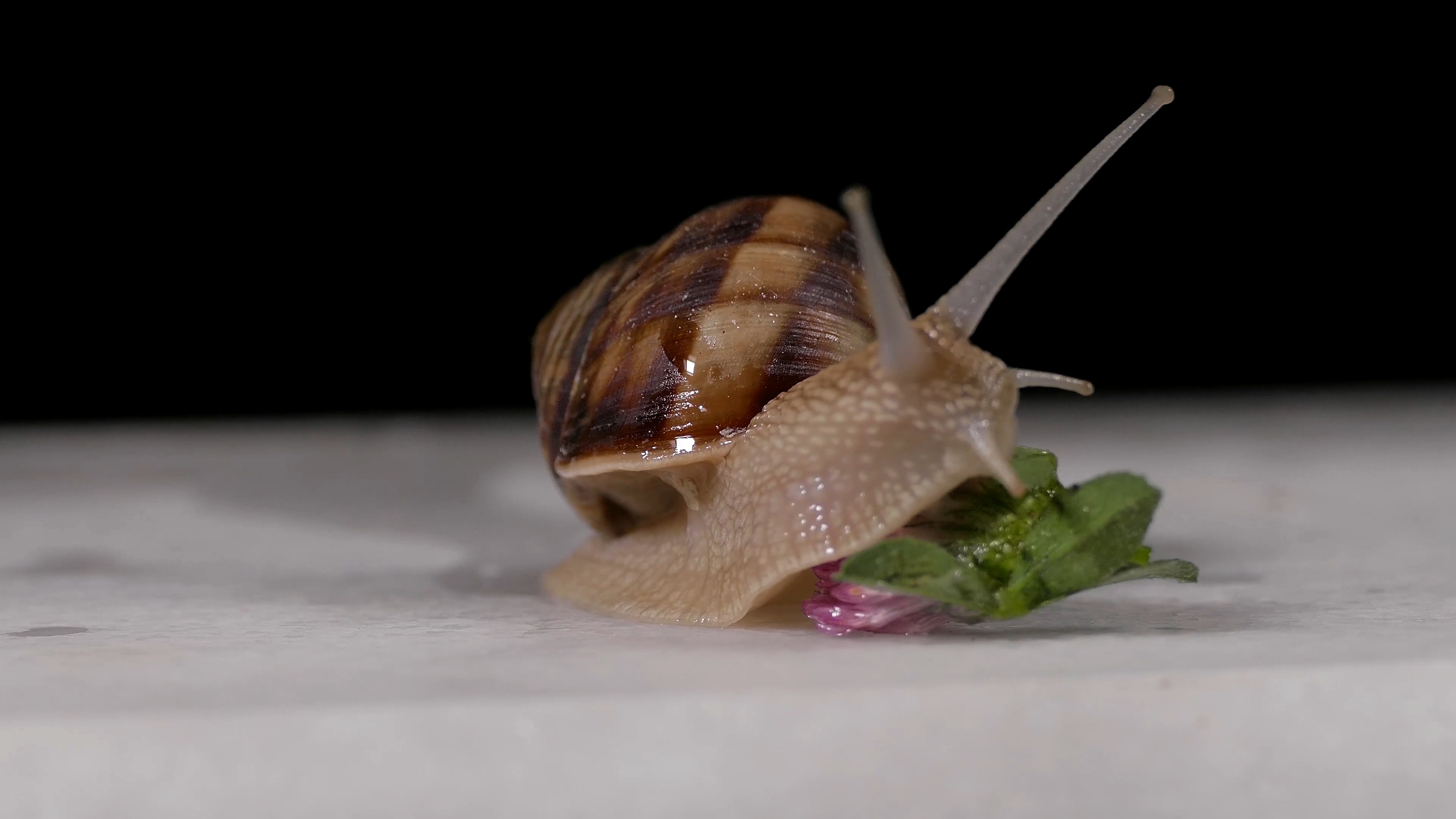 [4K]近距离实拍吃叶子的蜗牛