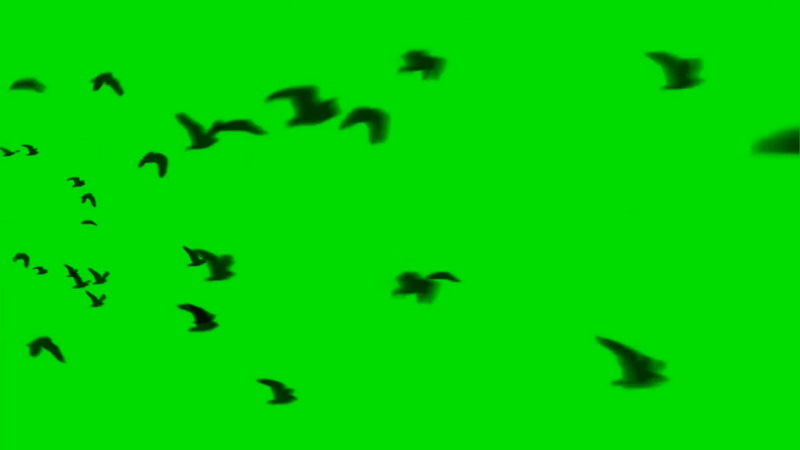 绿屏抠像飞行的鸟群