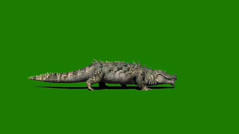 绿屏抠像爬行的尼罗河鳄鱼
