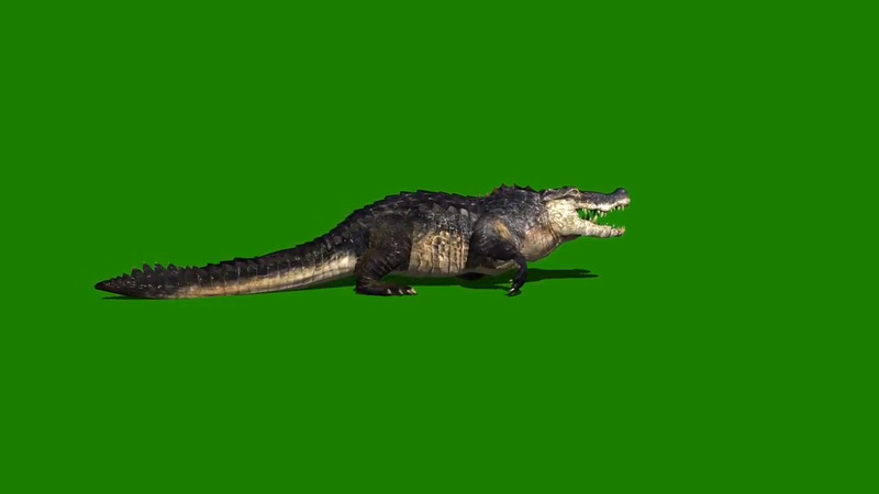 绿屏抠像爬行的野生鳄鱼