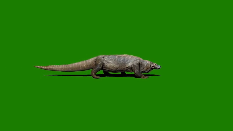 绿屏抠像爬行的科摩多巨龙